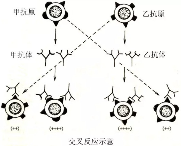 交叉反应:抗体或致敏淋巴细胞除与相应抗原发生特异性反应外,还能与